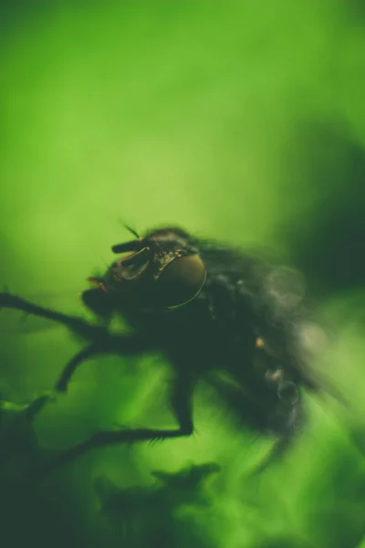 Macro Van Een Vlieg Met Focus Het Oog — Stockfoto