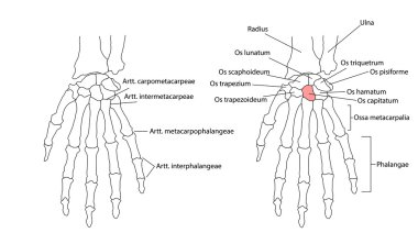 Sol el kemikleri aşağıdan, Latincede etiketli görüntüleyin. Ayrı ayrı seçilebilir her yerinde, öğrenme için ideal.