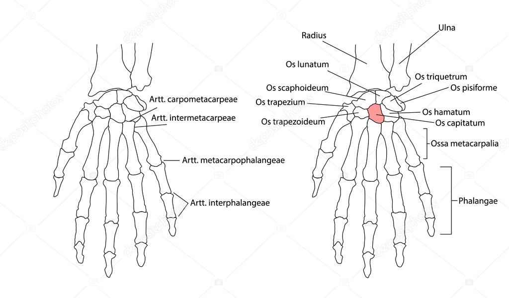 Bones of the left hand, view from below, labeled in Latin. Individually selectable every part, ideal for learning.