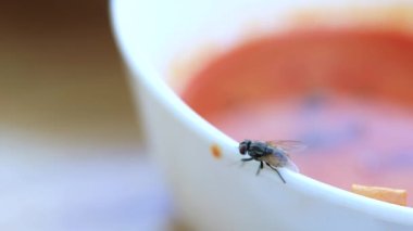 Sinekler yemek artıklarını, böcek mikroplarını, kirlenmiş yiyecek konseptini yerler.