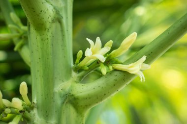 Bali 'deki tropikal bahçede yeşil yaprakları ve beyaz çiçekleri olan Papaya ağacı