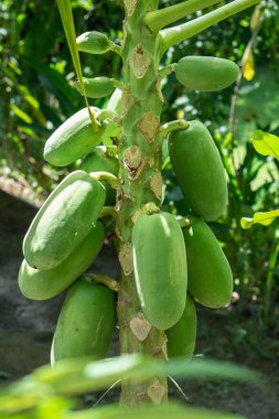 Bali 'deki tropikal bahçede yeşil yapraklı ve yeşil papayalı Papaya ağacı