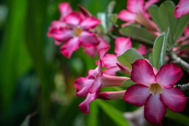 Bali 'deki tropikal bahçede yeşil yapraklı Adenyum obesum pembe tropikal çiçekler