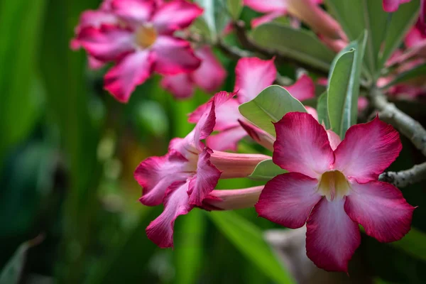 巴厘热带地区的热带地区 有绿色叶子的二倍体粉红热带花 — 图库照片