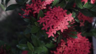 Batı Hintli Jasmin 'in Bali' de rüzgarda savrulurken çekilmiş video görüntüleri.