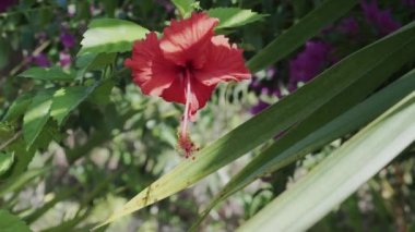 Batı Hintli Jasmin 'in Bali' de rüzgarda savrulurken çekilmiş video görüntüleri.