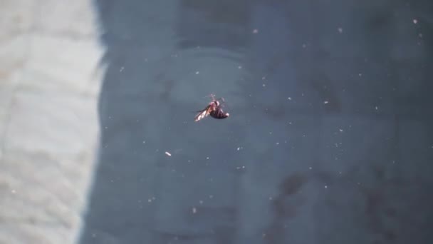 Video Footage Wasp Fell Water Swimming Pool Trying Take Swims — Stock Video