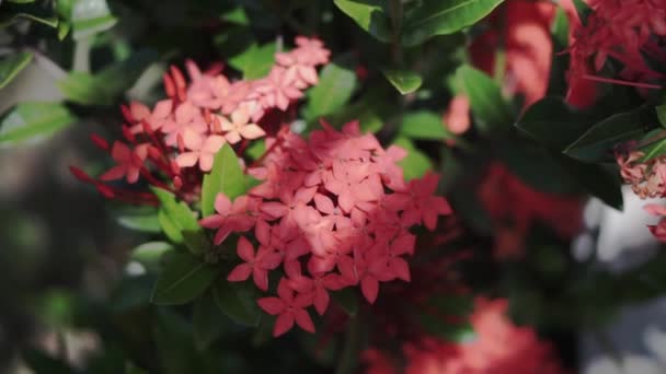 Imágenes Vídeo Ixora West Indian Jasmin Rojo Cerca Agitando Viento — Vídeos de Stock