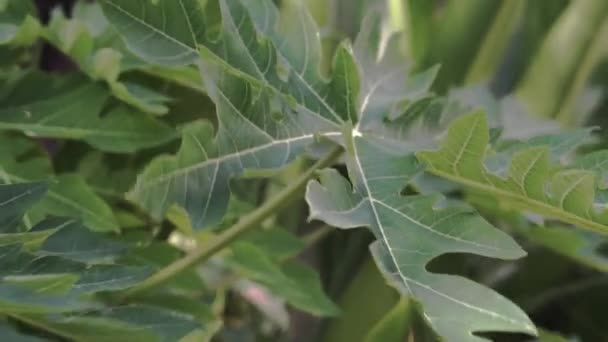 Imágenes Vídeo Van Hojas Papaya Verde Revolviendo Viento Bali — Vídeos de Stock