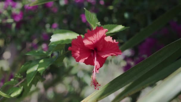 Filmación Hibisco Rosa Sinensis Flor Tropical Roja Con Hojas Verdes — Vídeo de stock