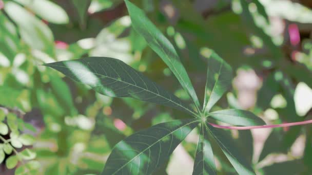 Images Vidéo Feuilles Manioc Vert Qui Bougent Vent Bali — Video