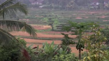 Video görüntüleri ya da sabah sisli görüntüsü Bali 'deki pirinç tarlaları, palmiye ağaçları, papaya ağaçları