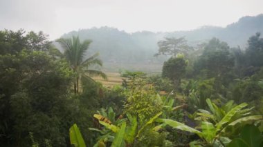 Sabah sisli görüntüsü pirinç tarlalarına, palmiye ağaçlarına, papaya ağacına, Bali 'deki Sidemen kasabasındaki tropikal doğaya ait.