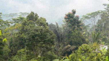 Sabah sisli görüntüsü pirinç tarlalarına, palmiye ağaçlarına, papaya ağacına, Bali 'deki Sidemen kasabasındaki tropikal doğaya ait.