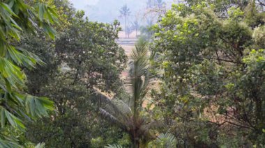 Sabah sisli görüntüsü pirinç tarlalarına, palmiye ağaçlarına, papaya ağacına, Bali 'deki Sidemen kasabasındaki tropikal doğaya ait.