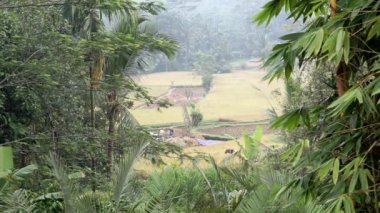 Sabah sisli görüntüsü pirinç tarlalarına, palmiye ağaçlarına, papaya ağacına, Bali 'deki Sidemen kasabasındaki tropikal doğaya ait.