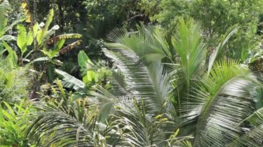 Tropikal doğaya, palmiye ağaçlarına, Bali 'deki Sidemen' de rüzgarda savrulan bir palmiye dalına güzel güneşli manzaranın video görüntüleri.