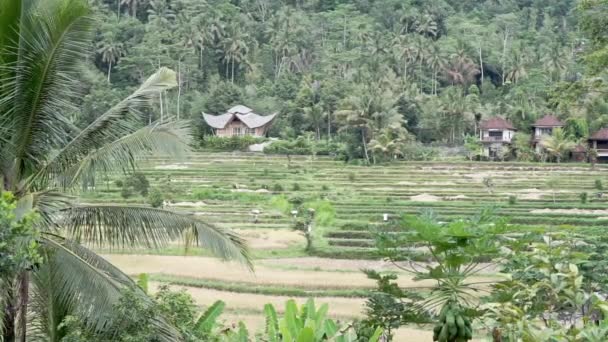 Vidéo Vue Imprenable Sur Les Rizières Les Palmiers Les Papayes — Video