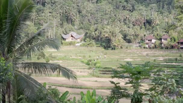 Видеозапись Утренний Туманный Вид Рисовые Поля Пальмы Папайю Сайдмене Бали — стоковое видео
