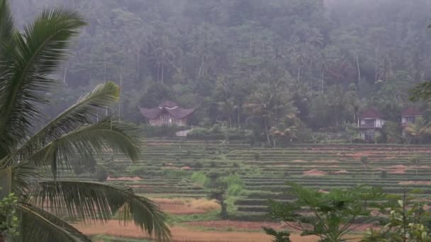 バリ島Sidemenの田んぼ ヤシの木 パパイヤの木へのビデオ映像や朝の霧の景色 — ストック動画