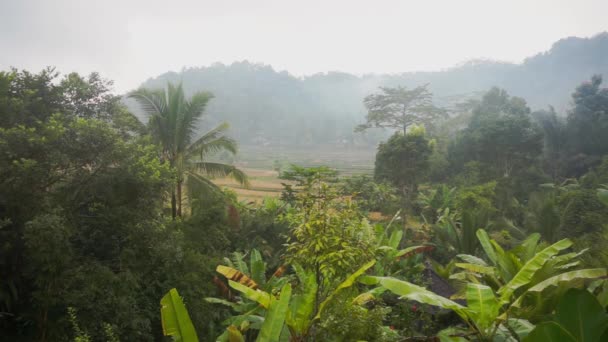 田んぼ ヤシの木 パパイヤの木 バリ島のSidemenの熱帯性の朝の霧の景色のビデオ — ストック動画