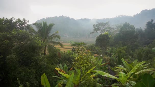 Videoaufnahmen Vom Morgendlichen Nebligen Blick Auf Reisfelder Palmen Papayabäume Tropische — Stockvideo