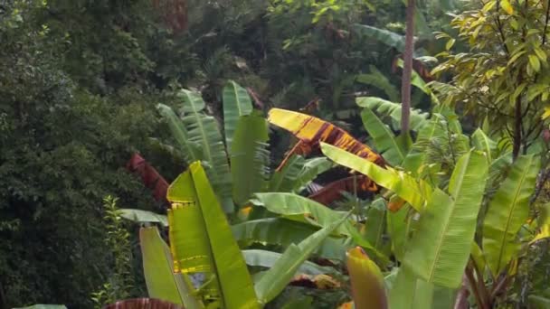 Videofelvétel Reggeli Ködös Kilátás Rizs Mezők Pálmafák Papaya Banánfák Trópusi — Stock videók