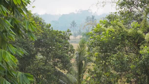 Vídeo Manhã Nevoeiro Vista Para Campos Arroz Palmeiras Mamoeiro Natureza — Vídeo de Stock