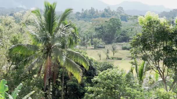 Images Vidéo Belle Vue Ensoleillée Sur Les Rizières Les Palmiers — Video