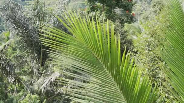 Imagens Vídeo Bela Vista Ensolarada Para Natureza Tropical Palmeiras Galho — Vídeo de Stock