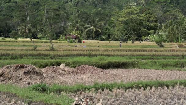 巴厘岛Sidemen稻田 棕榈树 木瓜树 热带自然美景的录像 — 图库视频影像