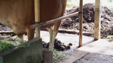Bambu tezgahındaki kahverengi ineklerin video görüntüleri, inek gübresi, Bali 'de yeşil saman yiyen inekler.