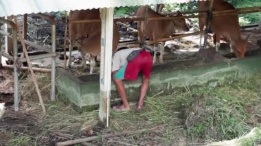 Bambu tezgahındaki ineklerin video görüntüleri, insan Bali 'de inekleri yeşil pipetle besliyor.