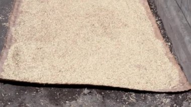 Bali 'deki Sidemen civarındaki köyde saman yastıklarının üzerinde kurutulan çiğ pirinç tohumlarının video görüntüleri.