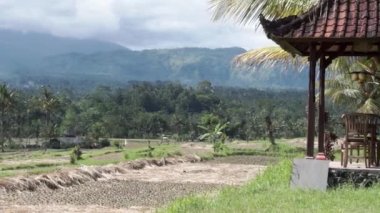 Bulutlardaki Agung Dağı 'nın, pirinç tarlalarının, palmiye ağaçlarının, Bali' deki bir palmiye ağacındaki hindistan cevizlerinin çarpıcı görüntülerini gösteren video görüntüleri.