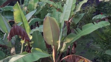 Pilav tarlalarına, palmiye ağaçlarına, papaya ağaçlarına, muz ağaçlarına, Bali 'deki Sidemen kentindeki tropikal doğaya ait sisli görüntüler.