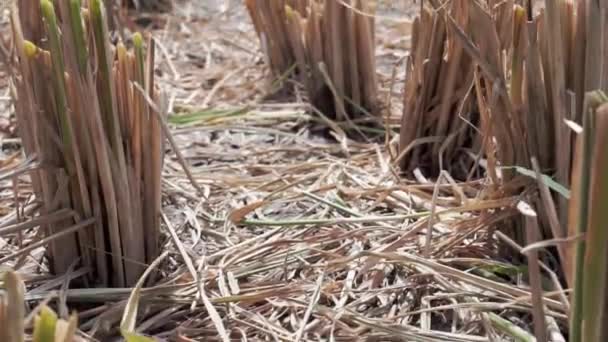 Rekaman Video Tentang Ladang Padi Tropis Asia Dengan Jerami Kering — Stok Video