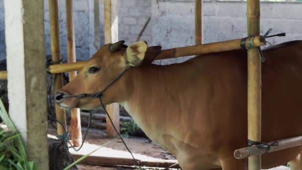 Imagens Vídeo Vacas Marrons Uma Barraca Bambu Esterco Vaca Vacas — Vídeo de Stock