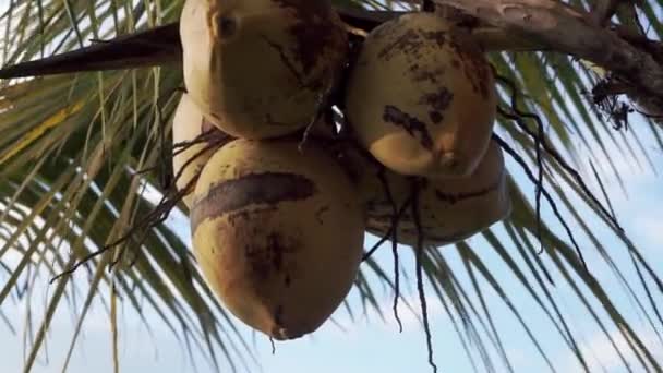 Видеозапись Прекрасного Потрясающего Вида Гору Агунг Облаках Рисовые Поля Пальмы — стоковое видео