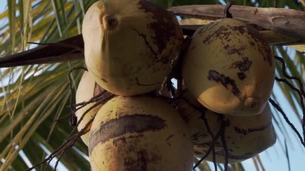 雲の中のアグン山の美しい景色 田んぼ ヤシの木 バリのヤシの木のココナッツのビデオ — ストック動画