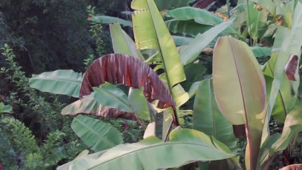 Відеозапис Ранкового Туманного Погляду Рисові Поля Пальми Папапаї Бананові Дерева — стокове відео
