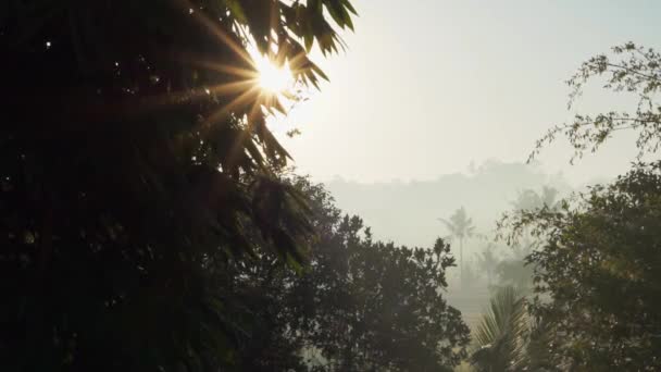 Sabah Sisli Görüntüsü Pirinç Tarlalarına Palmiye Ağaçlarına Tropikal Doğaya Bali — Stok video