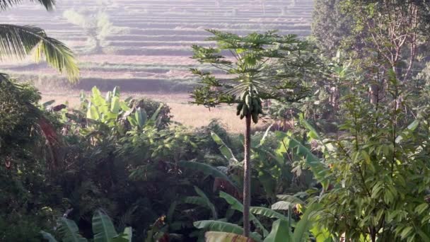 巴厘岛Sidemen稻田 棕榈树 木瓜树的视频或晨雾景观 — 图库视频影像