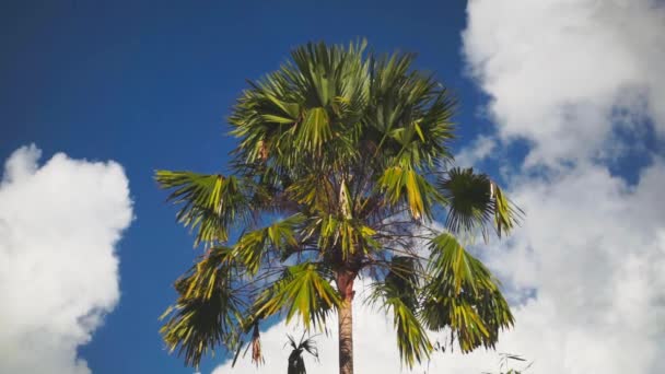 Videobeelden Van Groene Palmboom Blauwe Lucht Witte Wolken Achtergrond Bali — Stockvideo