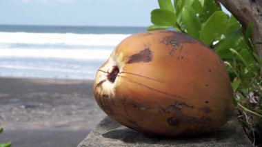 Sarı ve taze hindistan cevizinin video görüntüleri. Yakın plan ve mavi okyanus. Bali 'de dalgalar var.