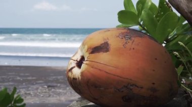 Sarı ve taze hindistan cevizinin video görüntüleri. Yakın plan ve mavi okyanus. Bali 'de dalgalar var.