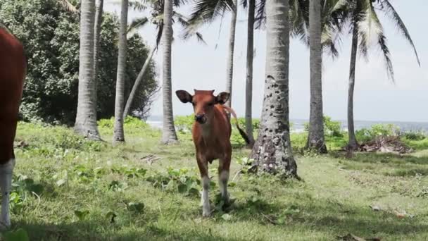 Yeşil Çimlerde Kahverengi Ineklerin Bali Palmiye Ağaçlarının Okyanusun Video Görüntüleri — Stok video