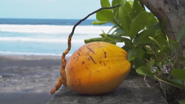 在巴厘岛拍摄的镜头中 黄色年轻的新鲜椰子正在靠近 蓝色的海洋上有波浪作为背景 — 图库视频影像