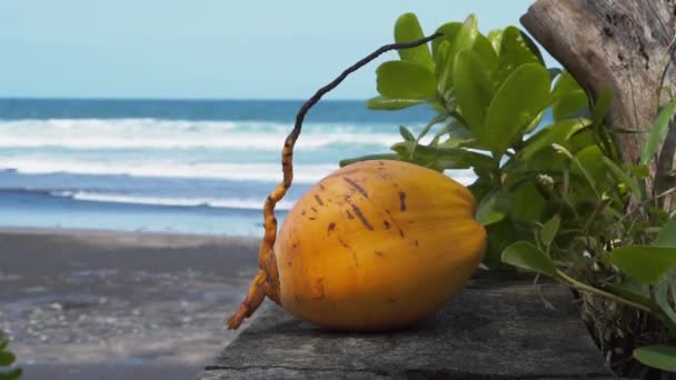 Imagens Vídeo Amarelo Jovem Coco Fresco Perto Oceano Azul Com — Vídeo de Stock