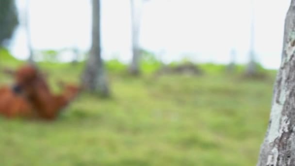 Video Footage Brown Cows Green Grass Palm Trees Ocean Background — Stock Video